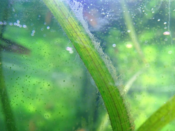 Green spot algae