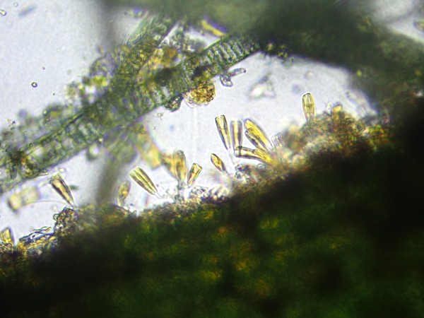 Didymosphenia