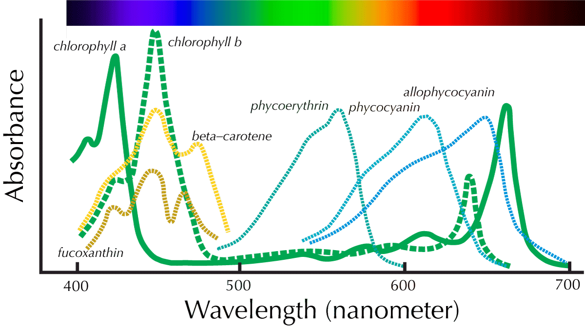 Algal pigments