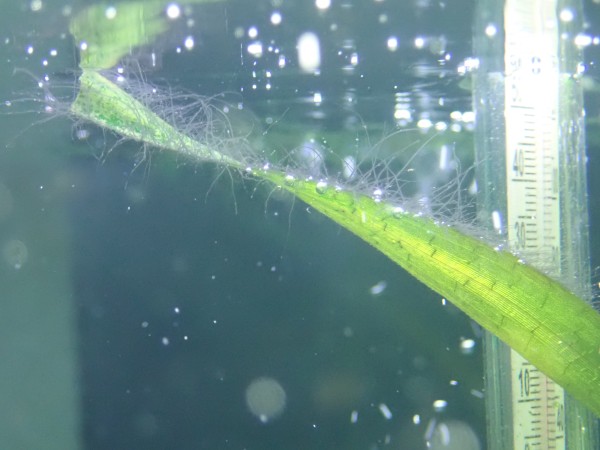 Staghorn algae