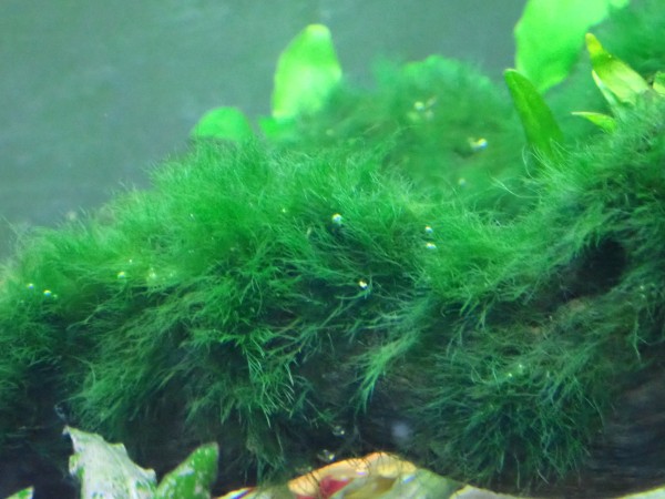 Green brush algae